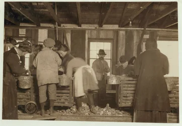 Mike Murphy, 10 ans, Annie Healy, 7 ans, et Ross Healy, 10 ans (qui travaille depuis 2 ans) dans le hangar de décorticage à Alabama Canning Co, Bayou La Batre, Alabama, 1911
